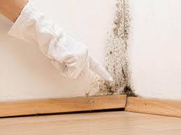 Trusted North Tunica, MS Mold Removal & Remediation Experts